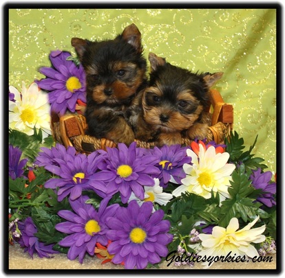 Yorkie puppy for sale