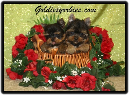 Yorkie Puppies for Sale